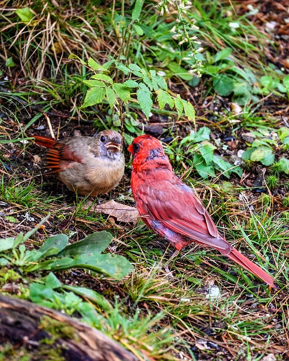 Kardinäle erhalten Dossier mit Papst-Kandidaten und subtilem Hinweis