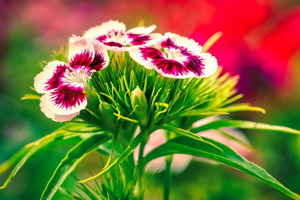 Prinz Williams Dokuserie beleuchtet den gefährlichsten Job der Welt