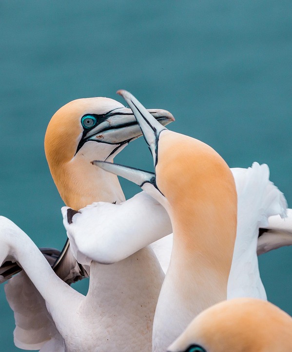 Russlands Nachbarn in Europa heben Landminenverbote auf – Empörung wächst