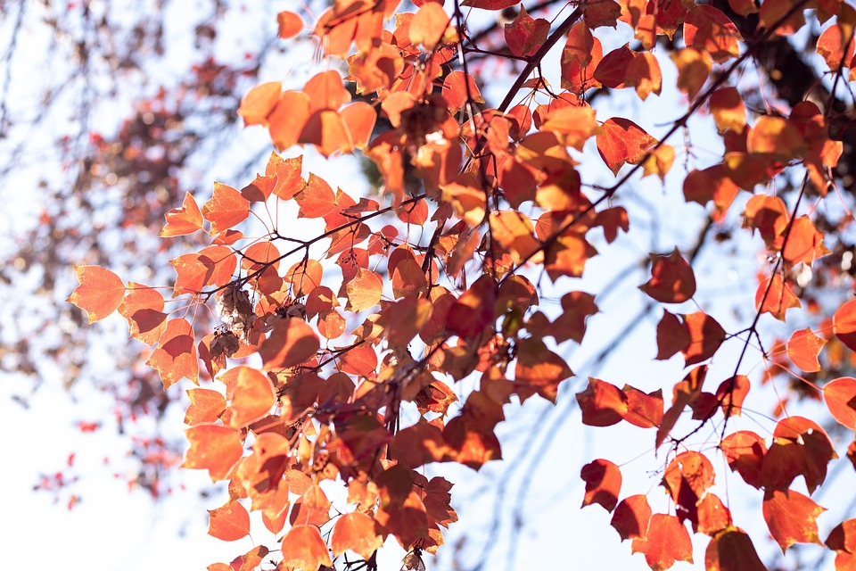 Südafrikaner loben Ramaphosa für Gelassenheit nach White-House-Angriff