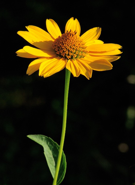 Trump nennt es eine Katastrophe, Biden stoppt es – jetzt feiert Trump Japans Einkauf von US Steel in Pittsburgh