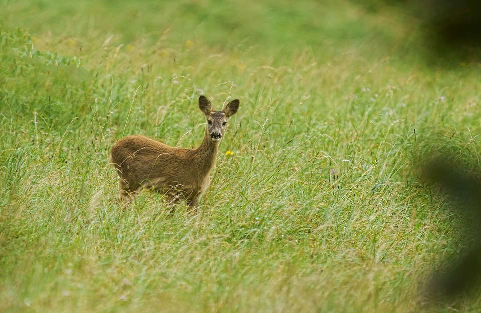 US-Senatoren treffen Zelensky in Kiew – Zweifel an Ukraine-Russland-Friedensgesprächen