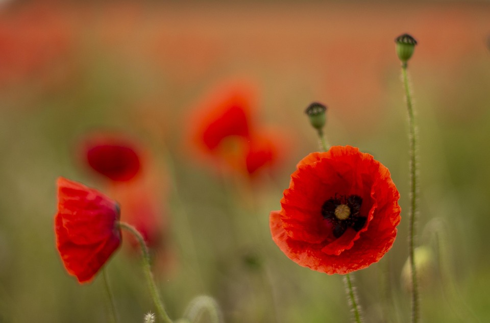 Ukrainischer Waffenstillstand soll Putin zu Kriegszielen gegenüber Trump zwingen