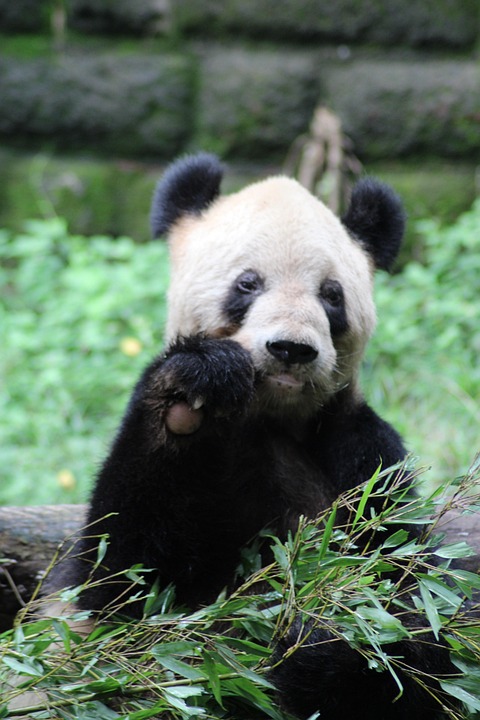 China verstärkt Internetkontrolle mit zentralisiertem virtuellen ID-System