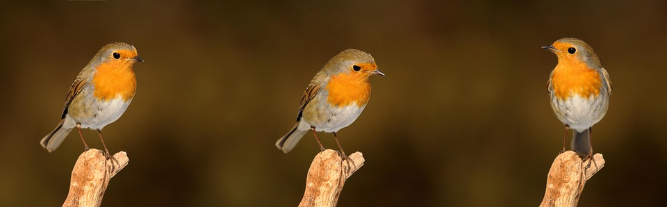 Drei Leichenteile – IDF-Soldat und zwei Zivilisten – aus Gaza geborgen