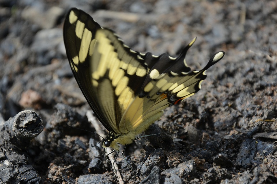 Größter Flugzeugbesitzer der Welt beansprucht über 1 Milliarde $ Versicherung für Jets in Russland