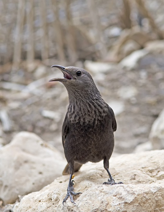 Israel startet präventive Angriffe auf Iran