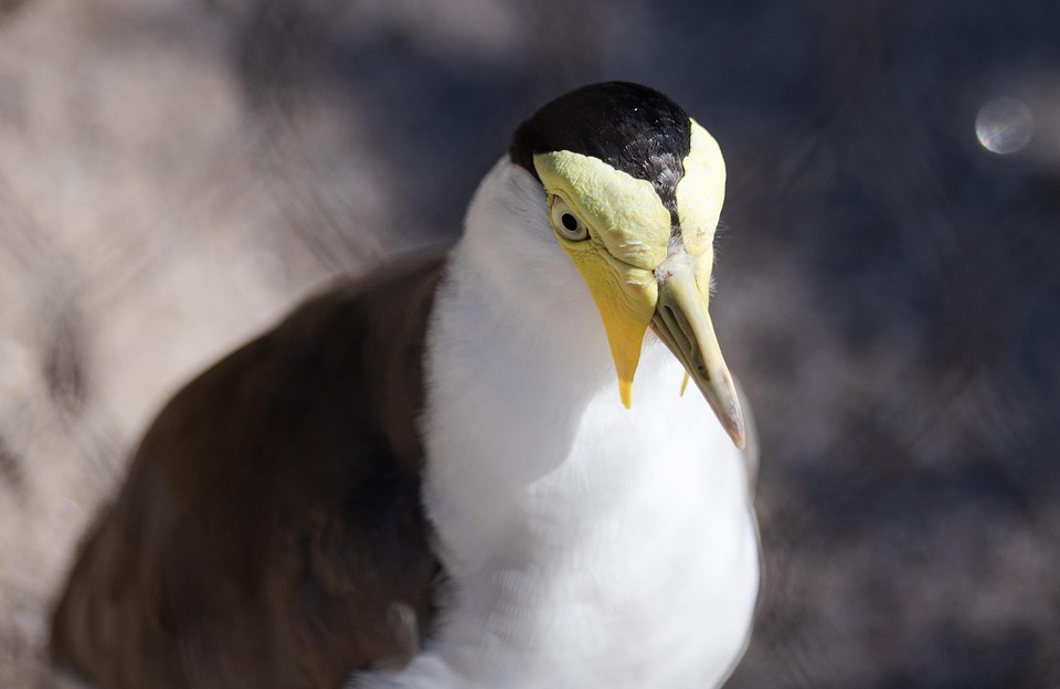 Maskierte Randalierer in Nordirland greifen Polizei an und zünden Häuser an