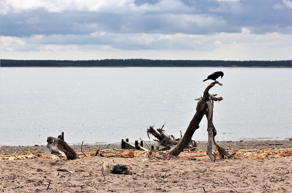 Schädelfund könnte evolutionäres Rätsel aufklären