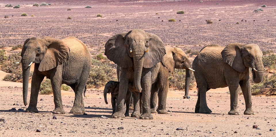 Bildladefehler-Funktion mit Fallback-Bild einrichten für bessere Nutzererfahrung