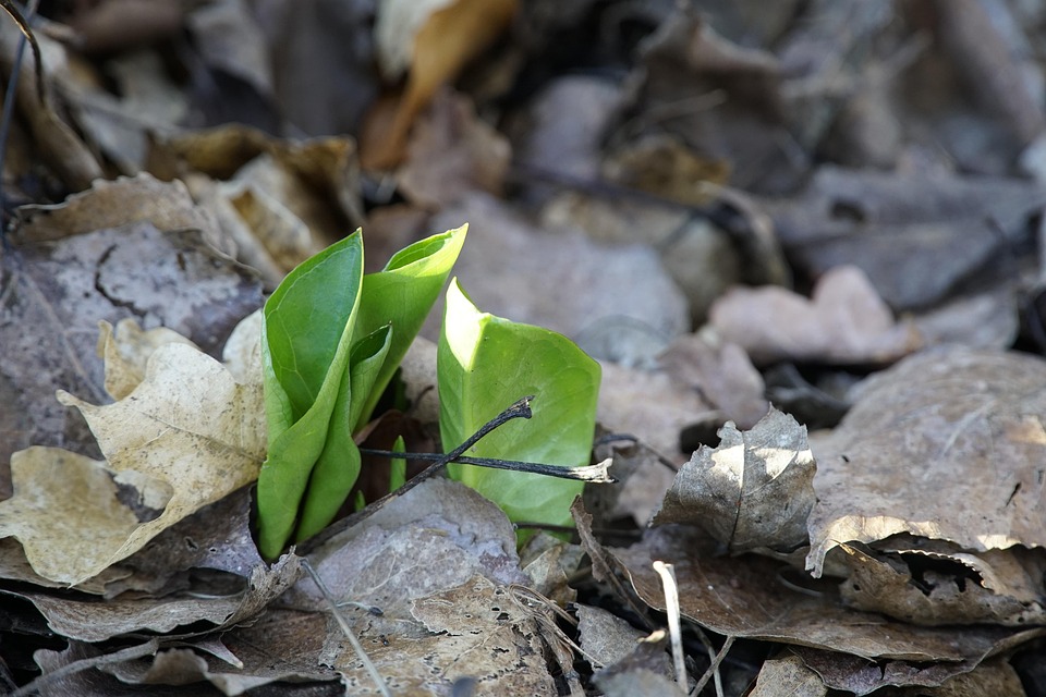 Erster Passagierjet: Luxuriöse Todesfalle wird neu belebt