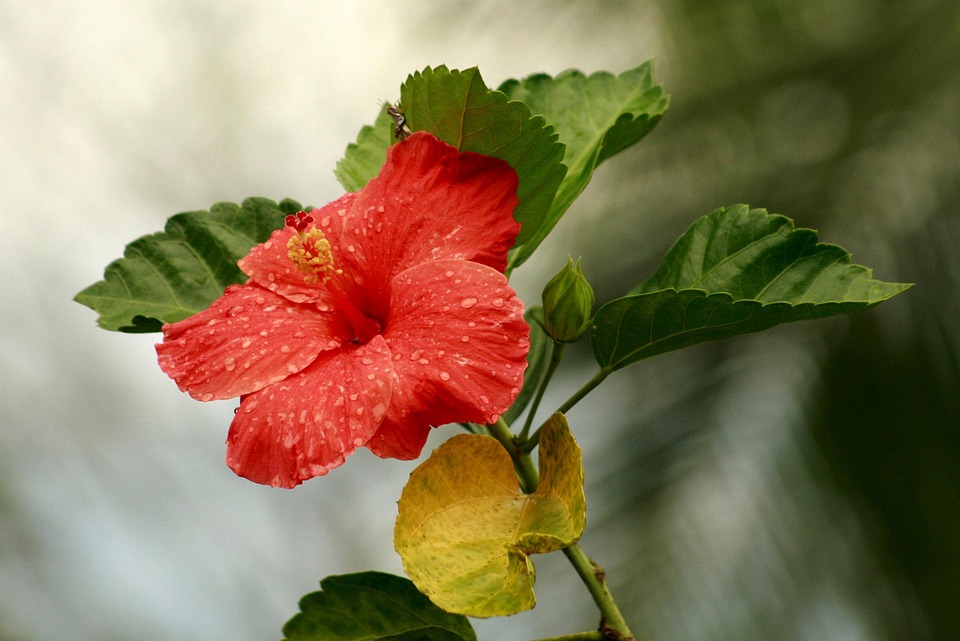 Gewalt am thailändisch-kambodschanischen Grenzgebiet: Ursachen und Konflikte