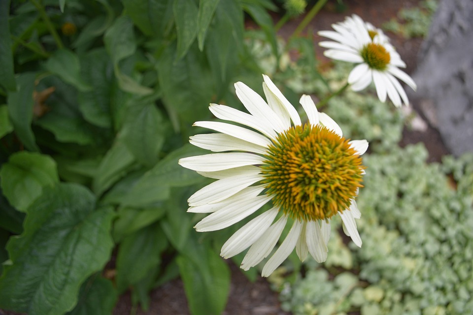 Samsung-Profite sinken im AI-Chip-Rennen