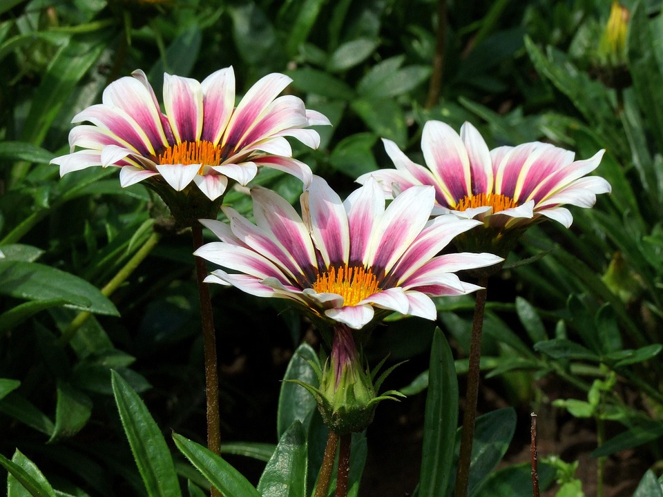 Tote in Gaza: Israel verstärkt Angriffe