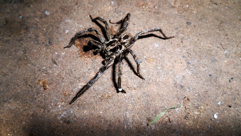 US-Bürger unter acht Druzen-Familienmitgliedern in Syrien hingerichtet