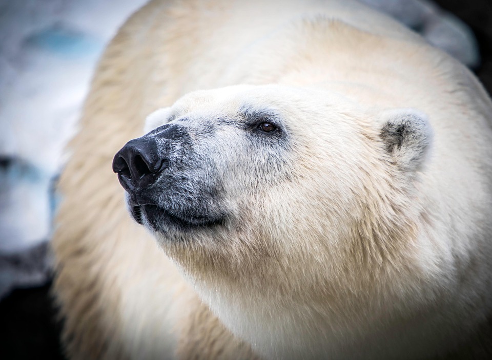 Vom Aussterben bedrohte Schildkröten und SpaceX-Trümmer an mexikanischem Strand
