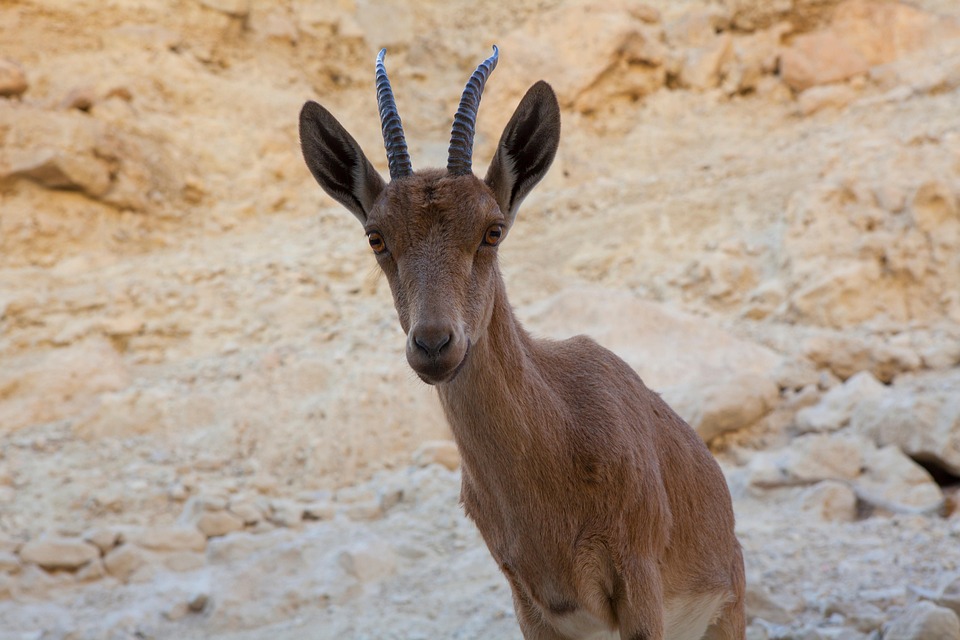 Aufruhr in Israel: Entführungs-Videos belasten Netanjahus Regierung