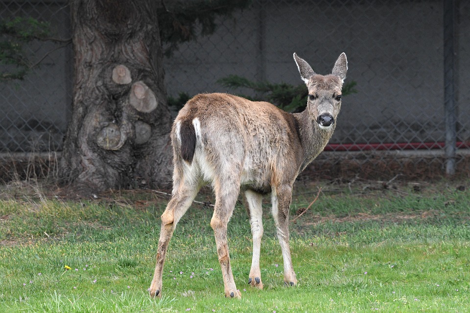 Kolumbianischer Senator Uribe stirbt nach Attentat bei Wahlkampfveranstaltung