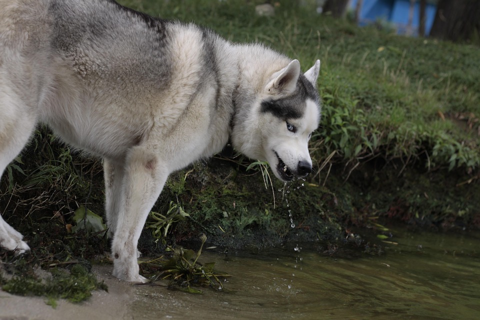 Pam Bondi untersucht erneut den Umgang mit dem russischen Einfluss 2016
