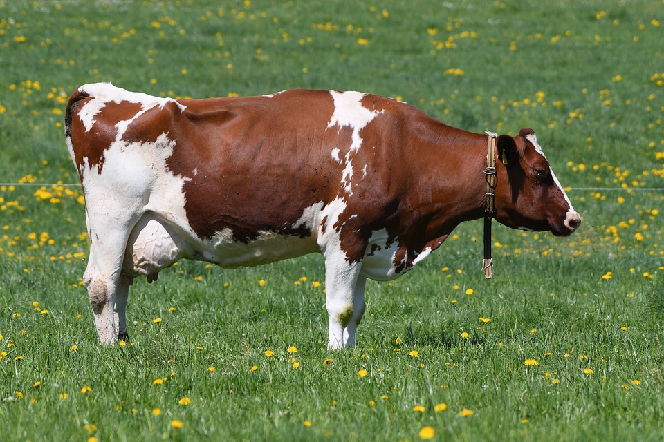 Trump-News: Kilmar Abrego Garcia festgenommen, Nationalgarde in Chicago?