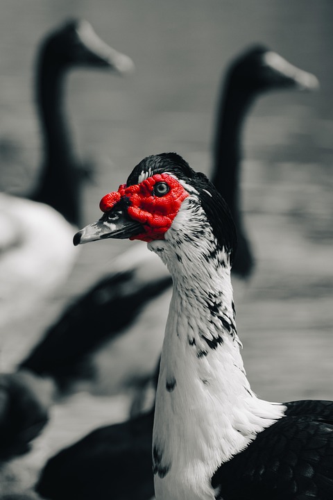 Trump setzt Russland-Frist: White House bereitet Gipfel mit Putin vor