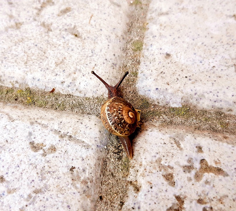 Trump trifft Entscheidungen in der Ukraine: Fortschritt oder Putins Falle?