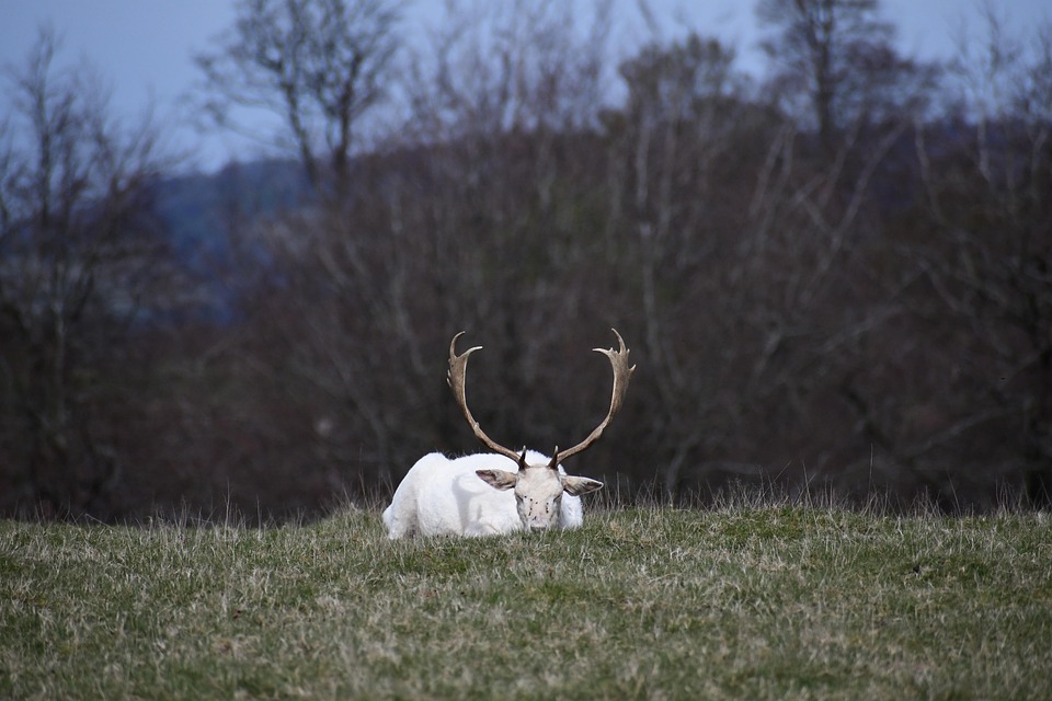 Trumps harte Zollpolitik trifft auf geopolitische Realität