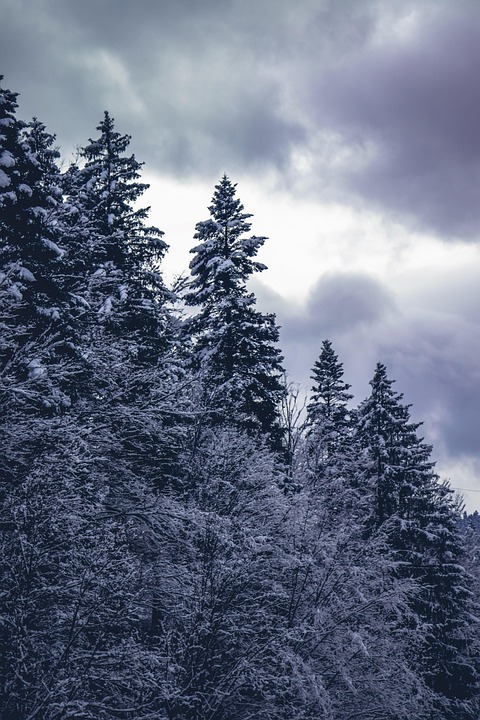 Ukraine fordert Waffenstillstand, Putin & Trump streben Friedensvertrag an