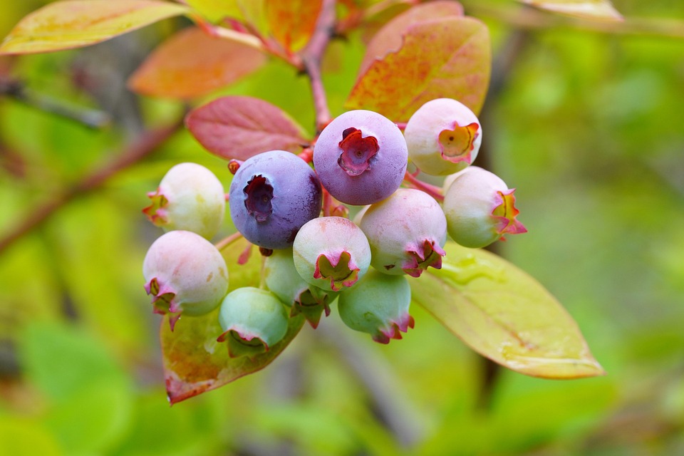 Arsenal besiegt Inter Mailand und festigt Tabellenführung!