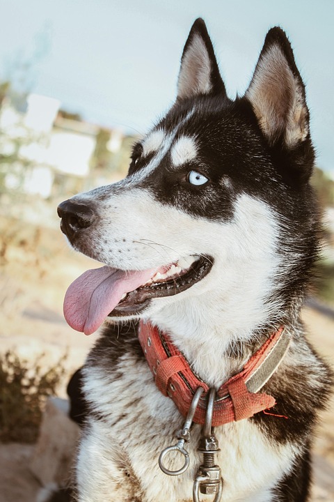 Béla Tarr, Ikone des Kinos, verstirbt im Alter von 70 Jahren