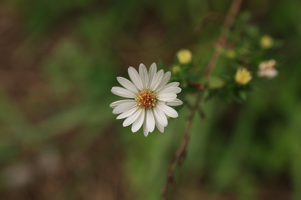 Bezos‘ TeraWave: Die neue Konkurrenz für Musks Starlink im All!