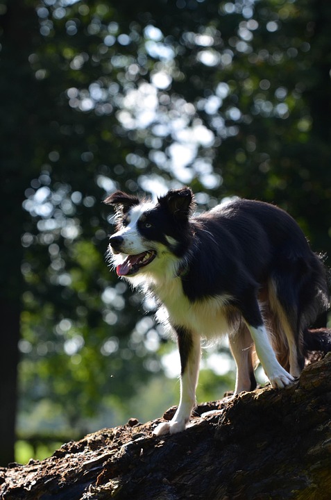 Britischer Student vermisst: Notruf aus den Bergen der Dracula-Legende!