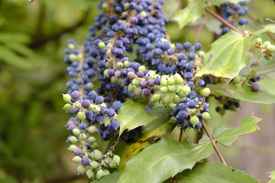 Drogendealer am Westbahnhof festgenommen – Drogen schlucken für die Flucht!