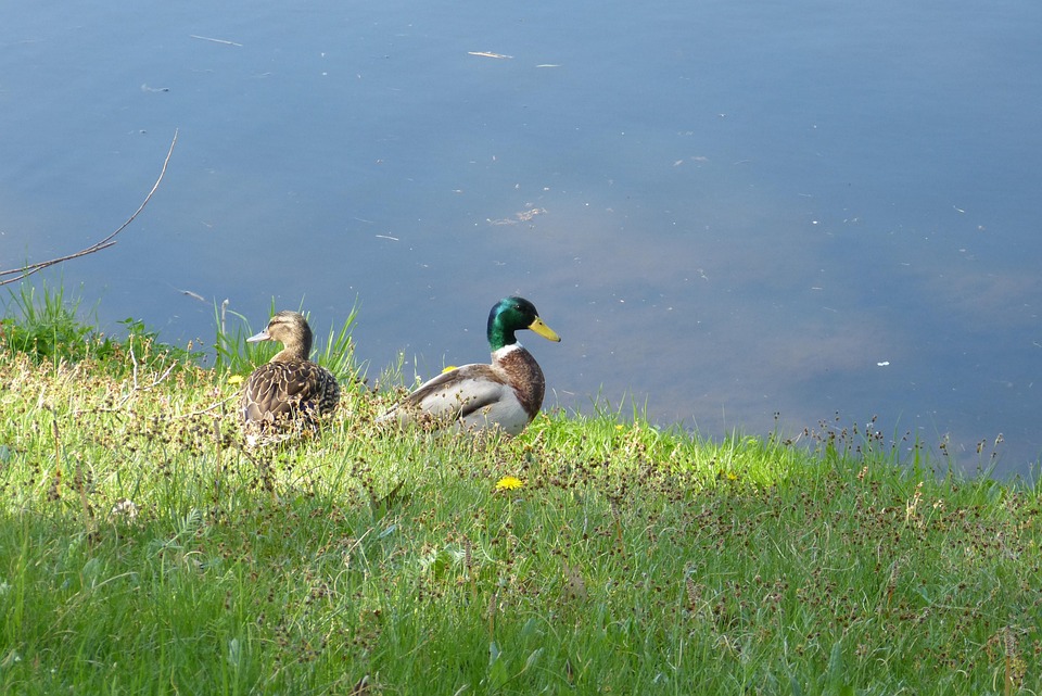 Ehekrise in Klagenfurt: Frau verletzt Ehemann schwer und flüchtet!