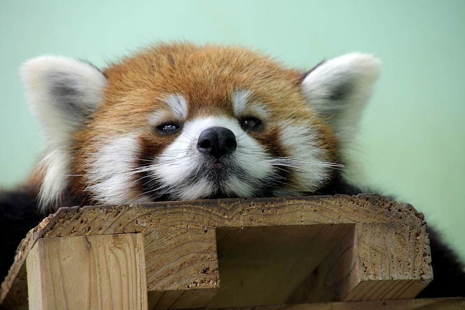 Europacup-Showdown: Arnautović führt Roter Stern gegen Vigo ins Rennen!