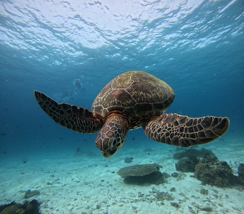 Fährunglück auf den Philippinen: 15 Tote und Dutzende Vermisste!