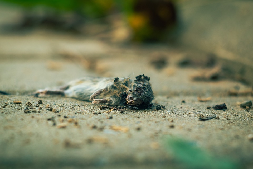 Fauliger Eiergeruch alarmiert Feuerwehr in Dortmund – Rätsel gelöst!