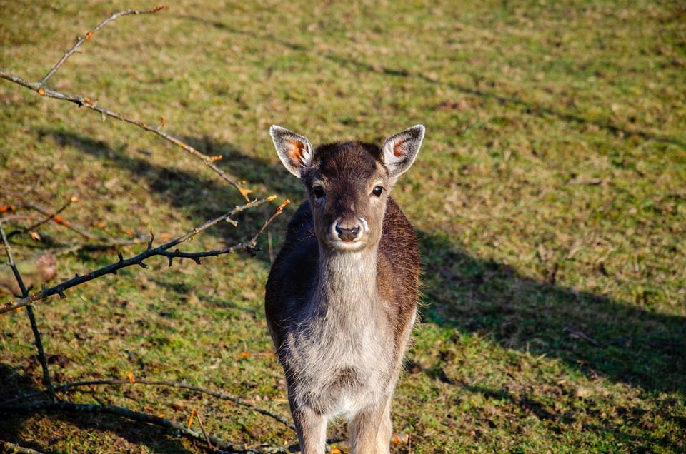 Gregoritsch im Dilemma: Glück im Unglück für Augsburg gegen Freiburg!