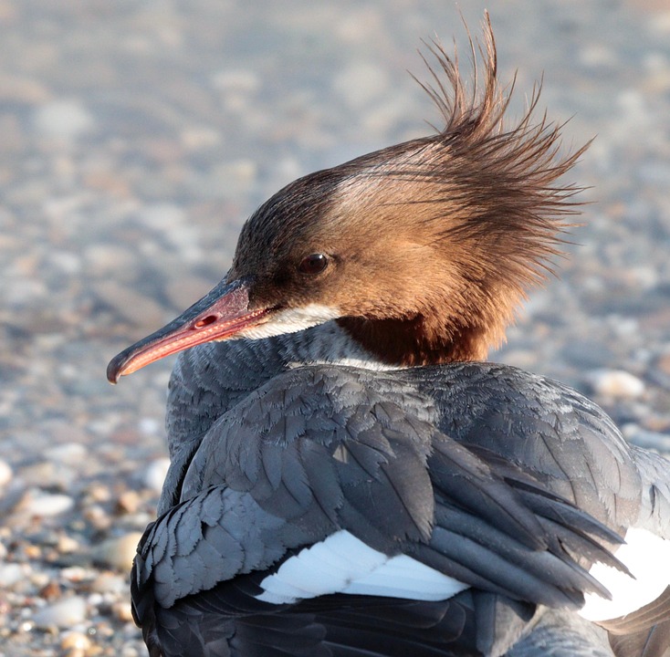 Großer Wohnungsbrand in Linz: Sechs Personen, darunter vier Kinder, evakuiert!