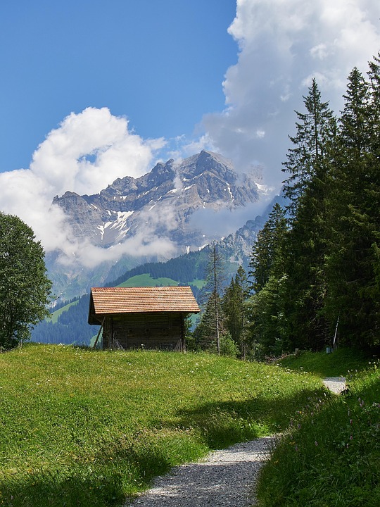 Großes Ski-Duell in Adelboden: Odermatt oder der Führende Brennsteiner?