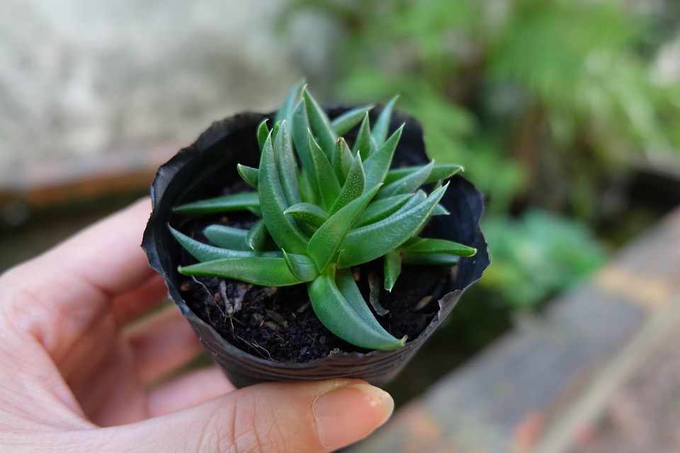 Inter Mailand empfängt Arsenal: Sieg Pflicht für die Top Acht!