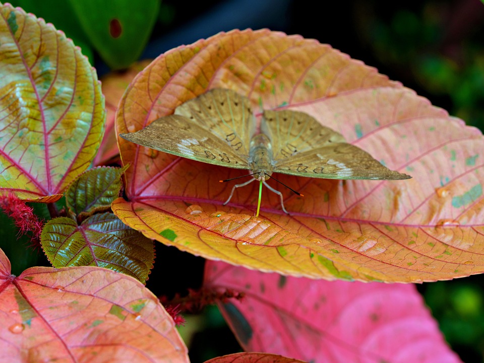 Jakob Dusek: Mit neuem Weltcupsieg zurück an die Spitze des Snowboardcross!