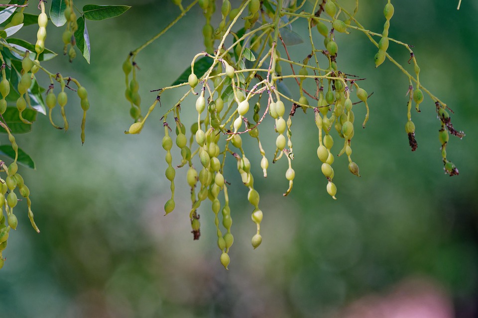 Japanischer Premier Takaichi löst Parlament auf und ruft Wahlen aus