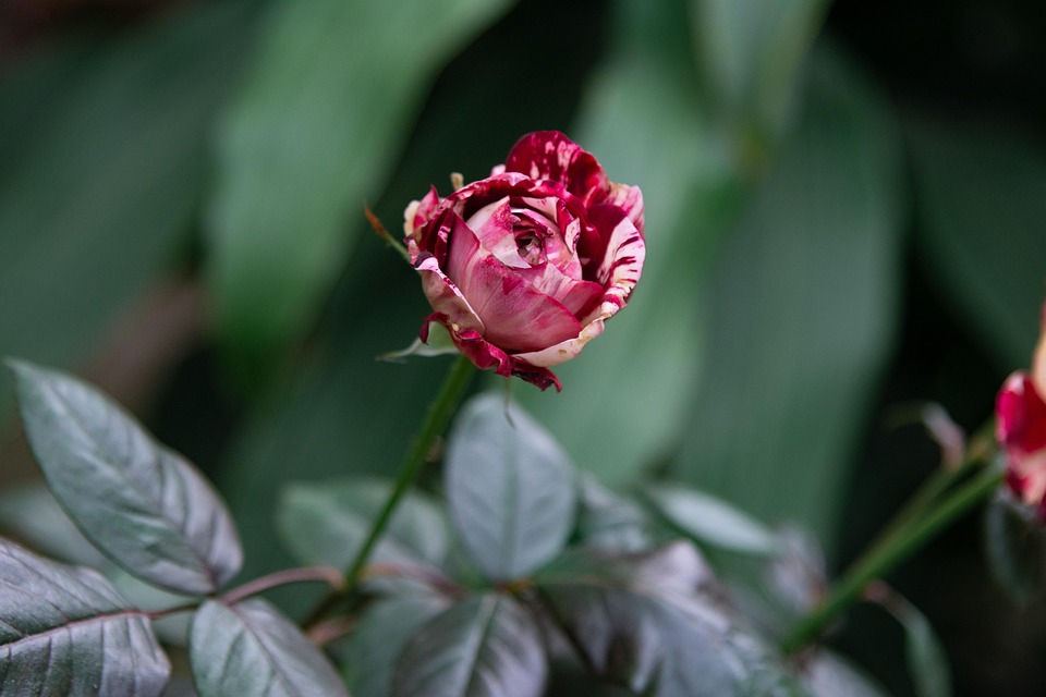 Julio Iglesias wehrt sich gegen schwere Vorwürfe sexueller Übergriffe!