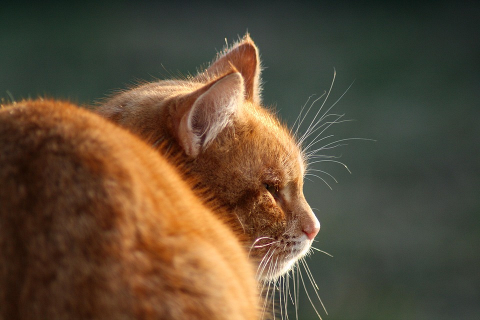 KAC schlägt Black Wings Linz und sichert sich Playoff-Ticket!