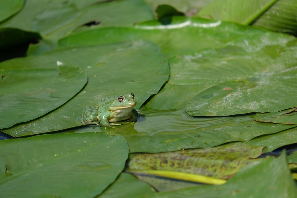 Mahrer-Ehepaar erhält Diversion im Wienwert-Prozess – Ein neuer Hoffnungsschimmer