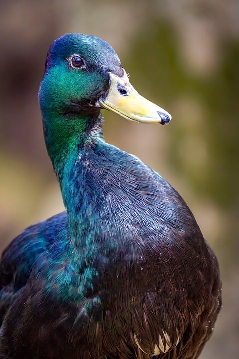 Nobelpreisträgerin Machado übergibt Medaille an Trump im Weißen Haus