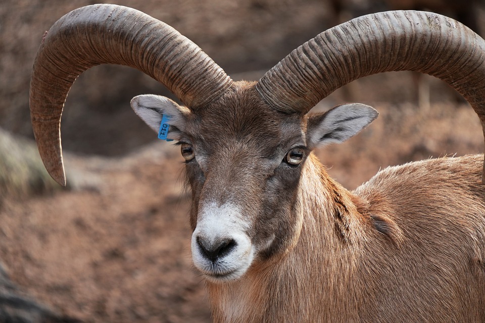 Rams mit spannendem Overtime-Sieg: Stafford und McVay zeigen Klasse!