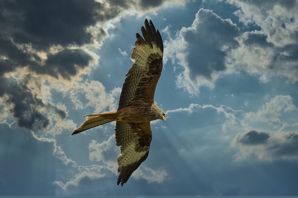 Red Wings vergeben 3:0-Führung und gewinnen dramatisch in Overtime!