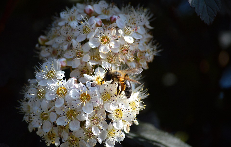 SPAR ruft DESPAR PREMIUM Pistaziencreme wegen Verunreinigung zurück!